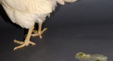 Průjem u brojlerů: příčiny a co dělat?